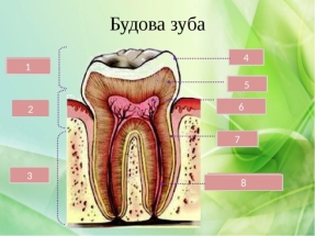 Будова зуба - що таке анатомічна і гістологічна будова зуба, будова  молочного зуба
